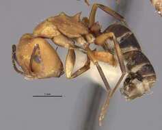 Image of Camponotus heathi Mann 1916