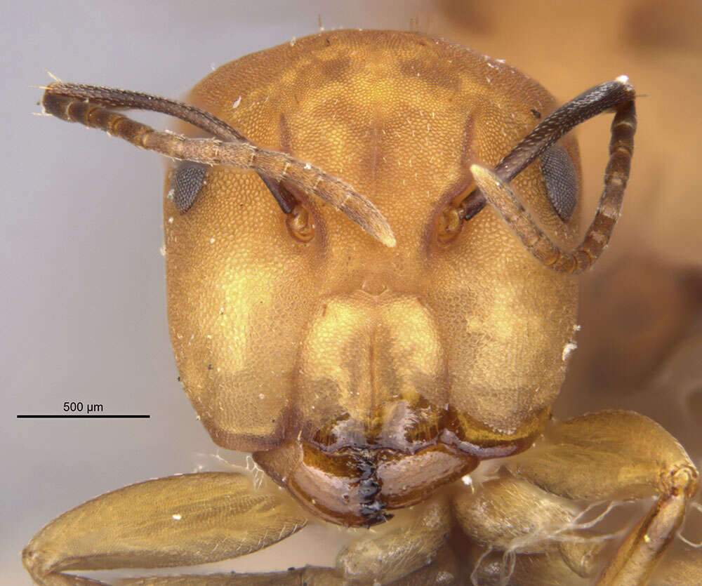 Image of Camponotus heathi Mann 1916