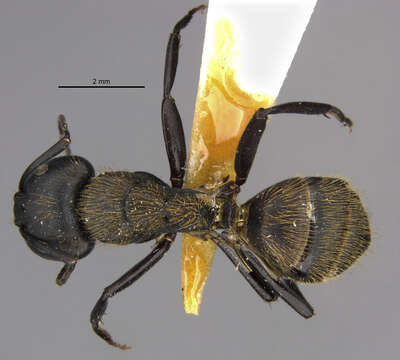 Image of Camponotus darwinii rubropilosus Forel 1891