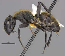 Image of Camponotus darwinii rubropilosus Forel 1891