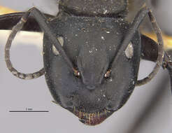 Image of Camponotus darwinii rubropilosus Forel 1891