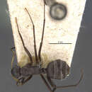 Image of Camponotus emeryodicatus decessor Forel 1908