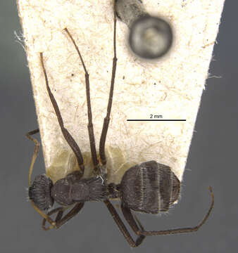 Image of Camponotus emeryodicatus Forel 1901