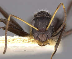 Image of Camponotus emeryodicatus Forel 1901