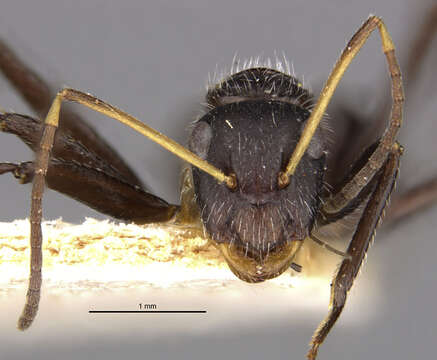 Image of Camponotus emeryodicatus Forel 1901