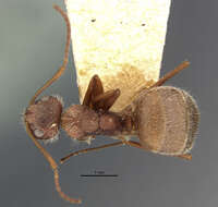 Imagem de Camponotus formiciformis Forel 1885