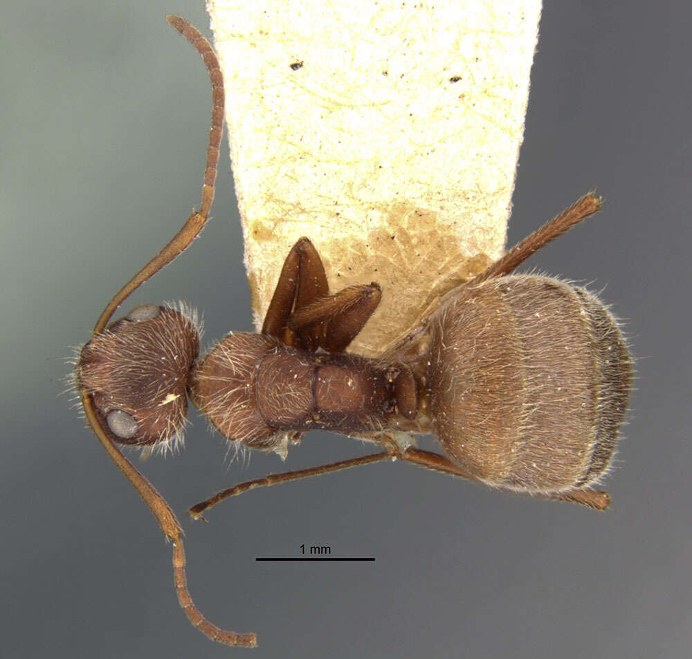 Imagem de Camponotus formiciformis Forel 1885