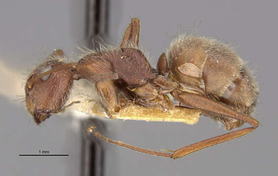 Image of Camponotus formiciformis Forel 1885