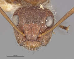 Imagem de Camponotus formiciformis Forel 1885