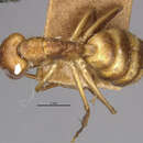 Image of Camponotus fumidus dominicensis Wheeler 1913