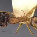 Image of Camponotus hova hovoides Dalla Torre 1893