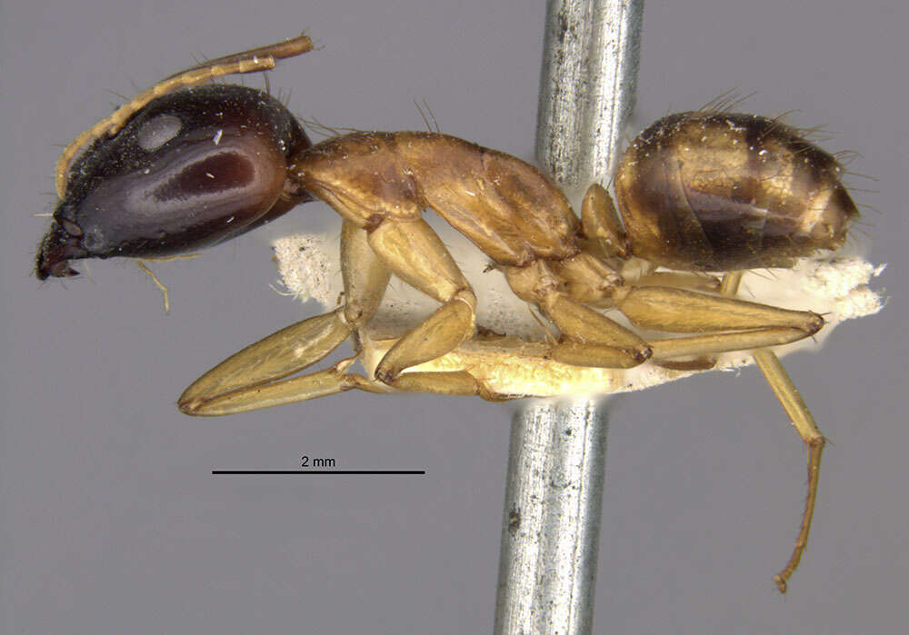 Image of Camponotus hova hovoides Dalla Torre 1893