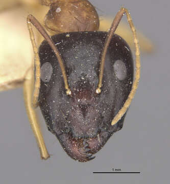 Image of Camponotus hova hovoides Dalla Torre 1893