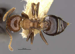 Image of Crematogaster formosa Mayr 1870