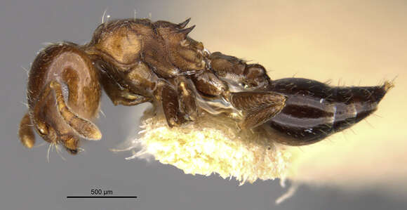 صورة Crematogaster formosa Mayr 1870