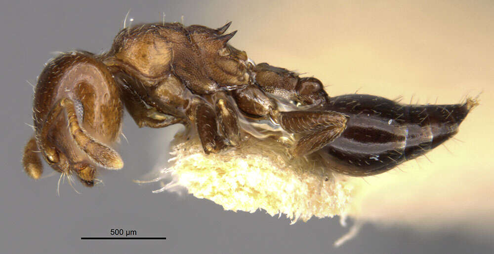 Image of Crematogaster formosa Mayr 1870