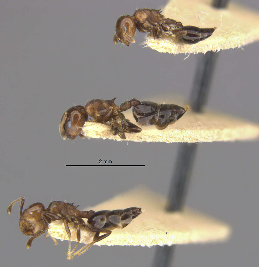 Image of Crematogaster formosa Mayr 1870