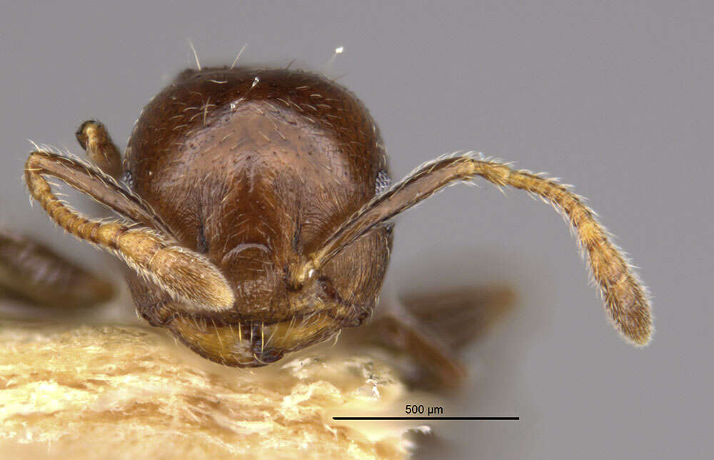 Image of Crematogaster formosa Mayr 1870