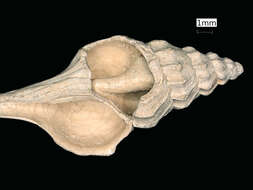 Image of Pagodula verrillii (Bush 1893)