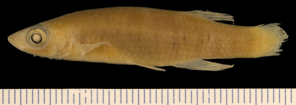 Image of Lined Topminnow