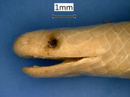 Image of Barbour's Centipede Snake