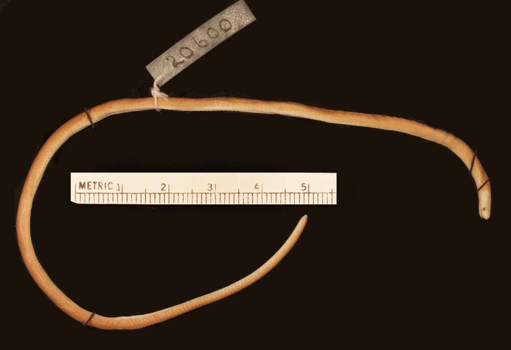 Image of Barbour's Centipede Snake
