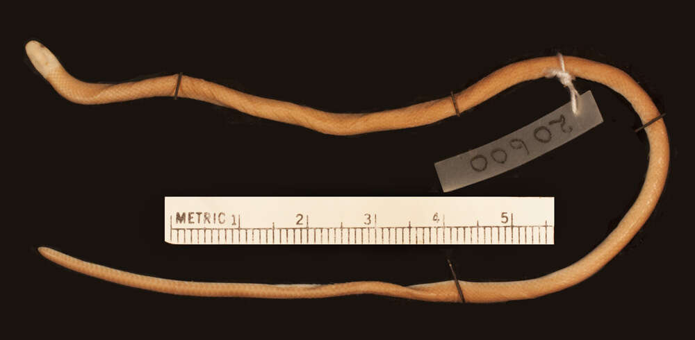 Image of Barbour's Centipede Snake