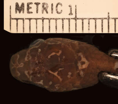 Image of Boettger's Snail-eater (boettgeri)