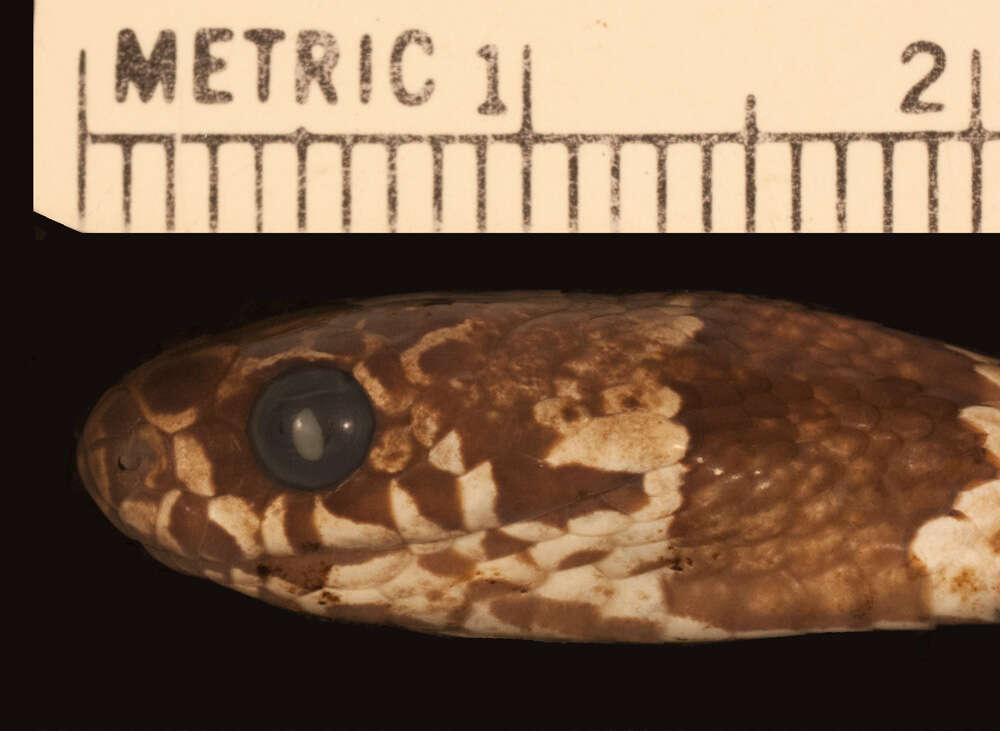 Image of Boettger's Snail-eater (boettgeri)