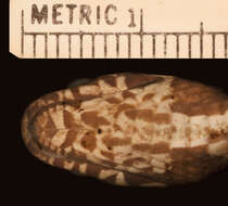 Image of Boettger's Snail-eater (boettgeri)