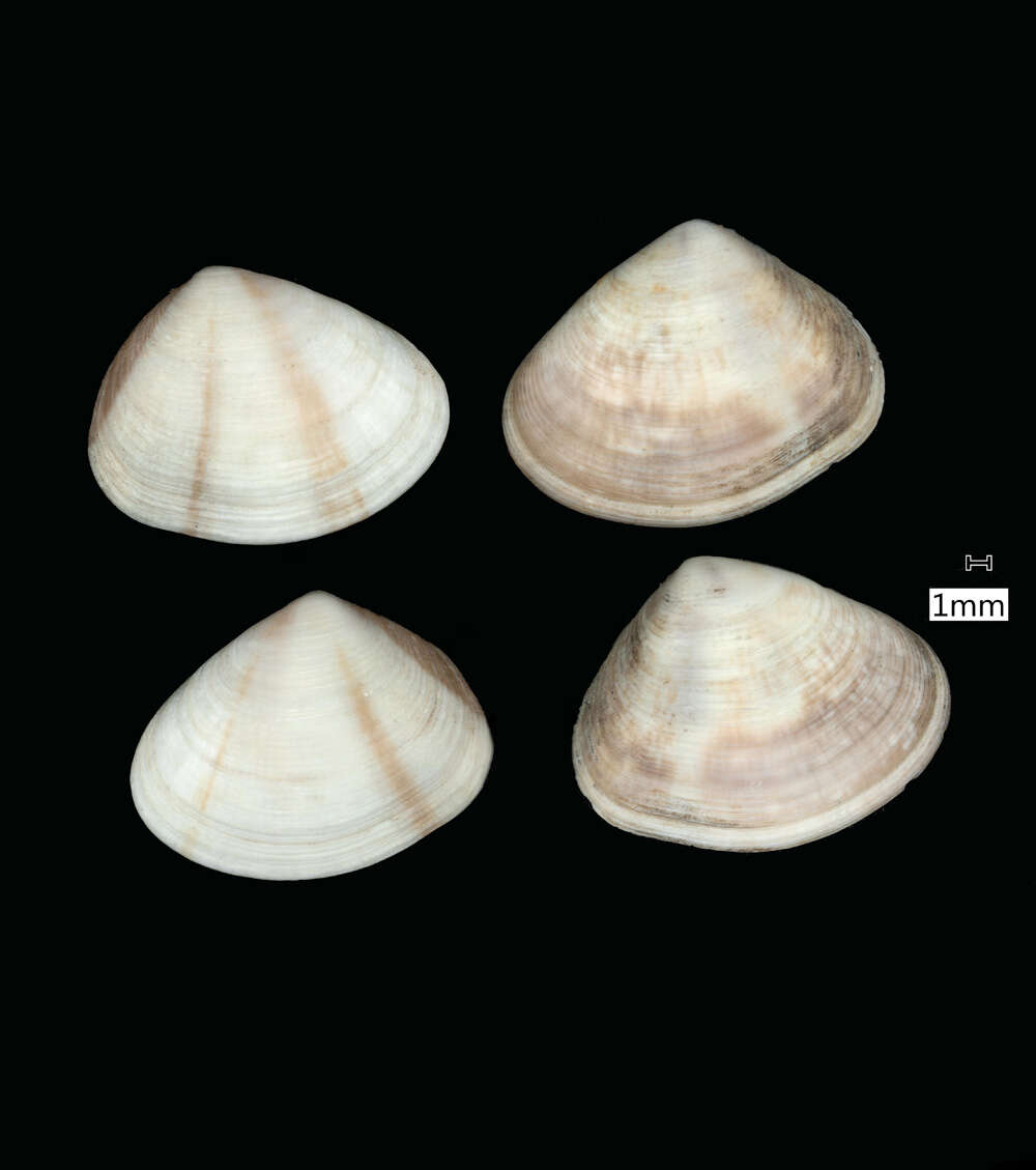 Image of Donax tinctus Gould 1850