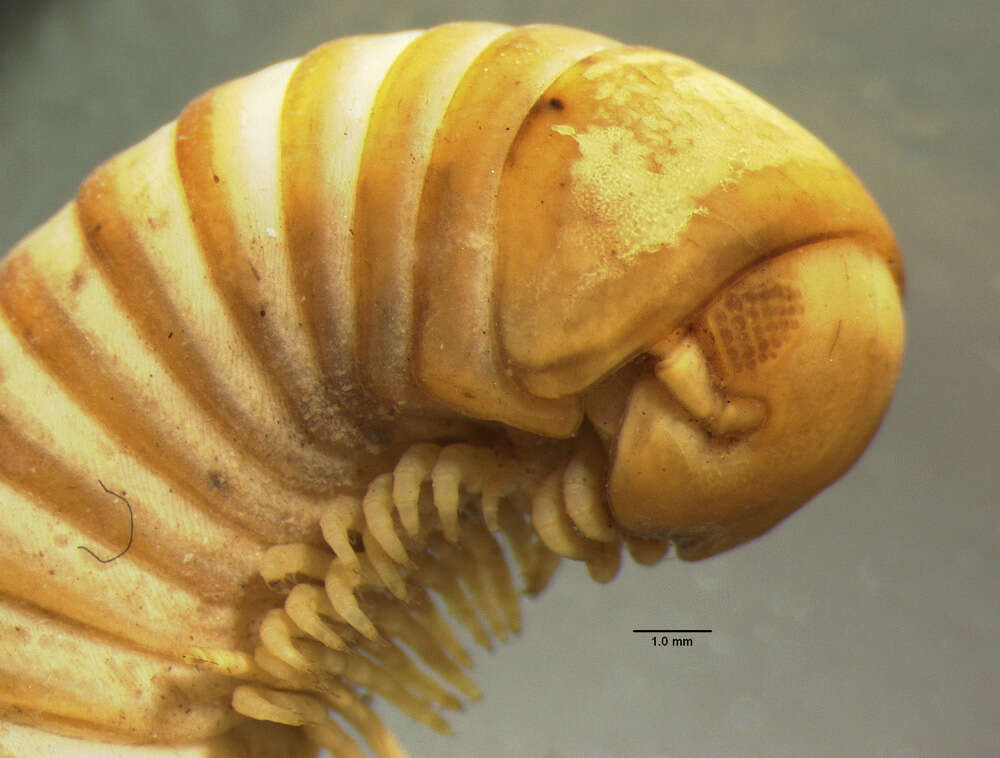 Image of Titsonobolus uncopygus Chamberlin 1920