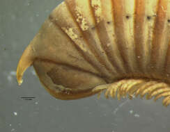 Image of Titsonobolus uncopygus Chamberlin 1920