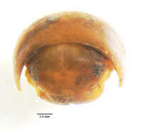 Image of Titsonobolus uncopygus Chamberlin 1920