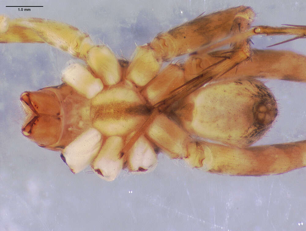 Image of Pardosa algina (Chamberlin 1916)