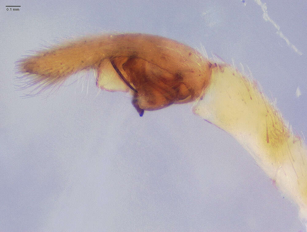 Image of Pardosa algina (Chamberlin 1916)