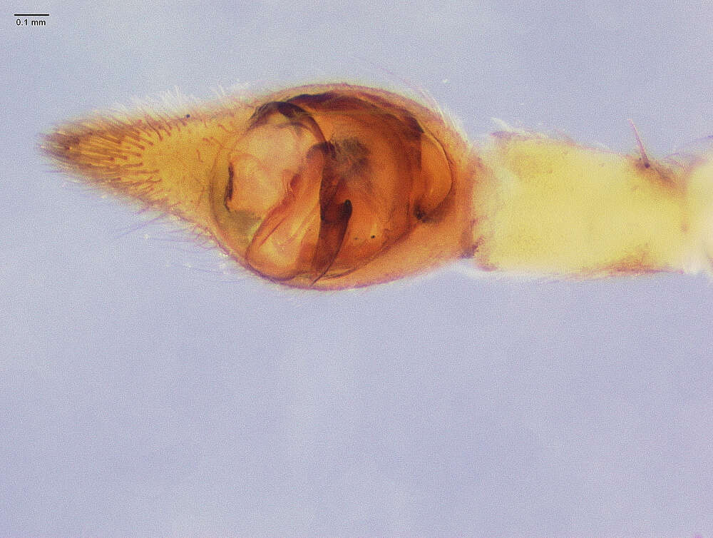 Image of Pardosa algina (Chamberlin 1916)
