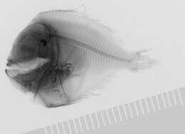 Image of Scombriformes