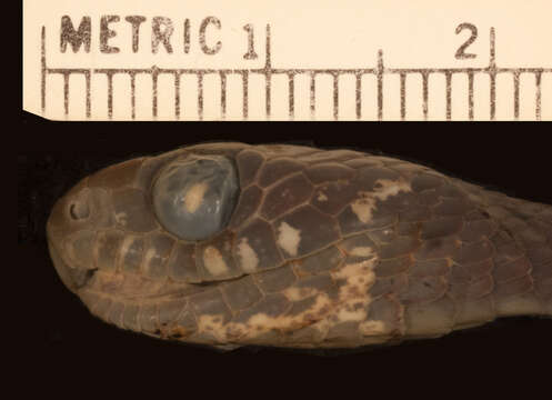 Image of Boettger's Snail-eater (boettgeri)