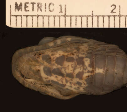 Image of Boettger's Snail-eater (boettgeri)