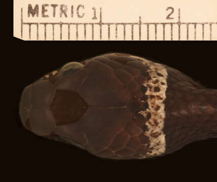 Image of Boettger's Snail-eater (boettgeri)