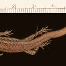 Plancia ëd Cryptoblepharus poecilopleurus poecilopleurus (Wiegmann 1836)