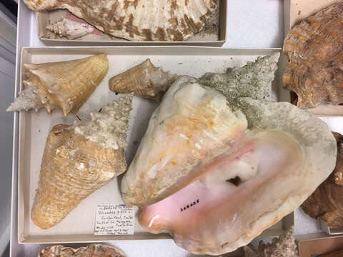 Image of Queen conch