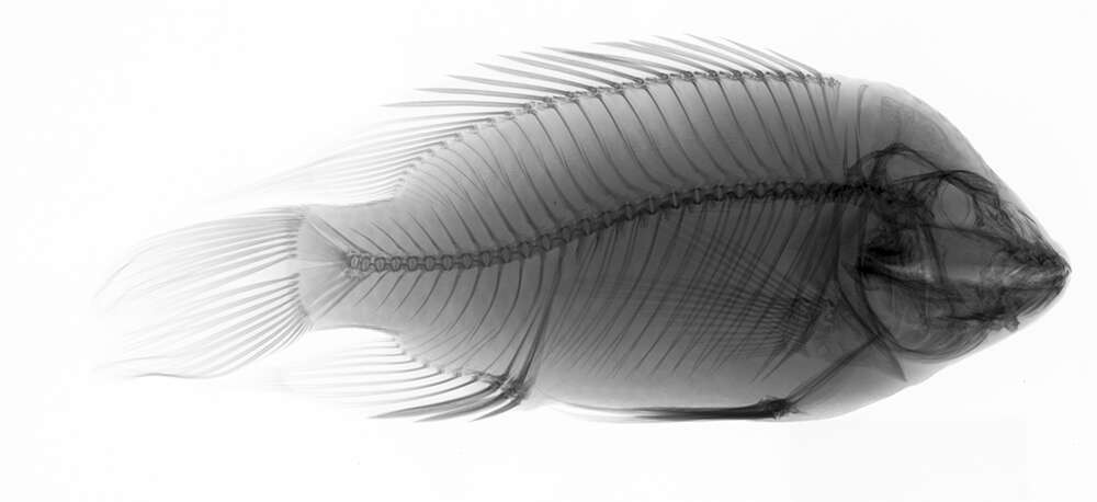 Image of Redbelly tilapia