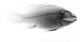 Image of Redbelly tilapia