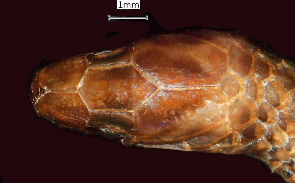 Image of Calamaria gervaisii A. M. C. Duméril, Bibron & A. H. A. Duméril 1854