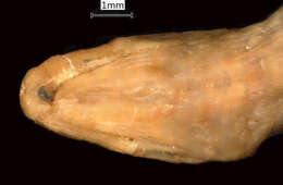 Image of Calamaria gervaisii A. M. C. Duméril, Bibron & A. H. A. Duméril 1854