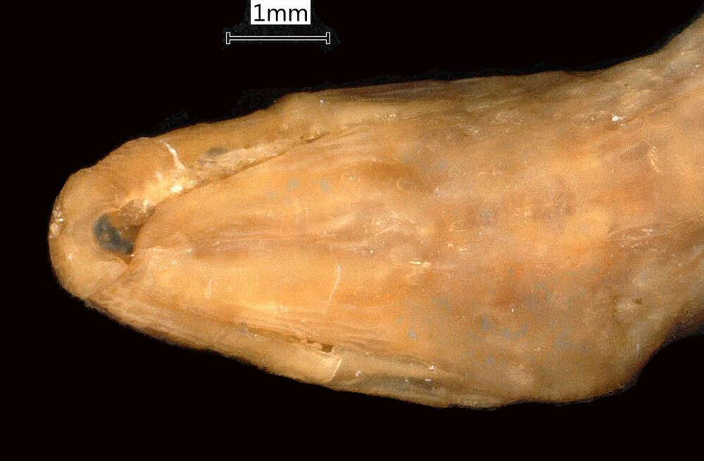 Image of Calamaria gervaisii A. M. C. Duméril, Bibron & A. H. A. Duméril 1854