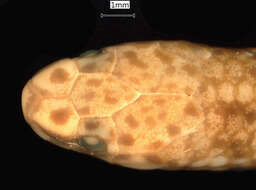 Image of Calamaria gervaisii A. M. C. Duméril, Bibron & A. H. A. Duméril 1854