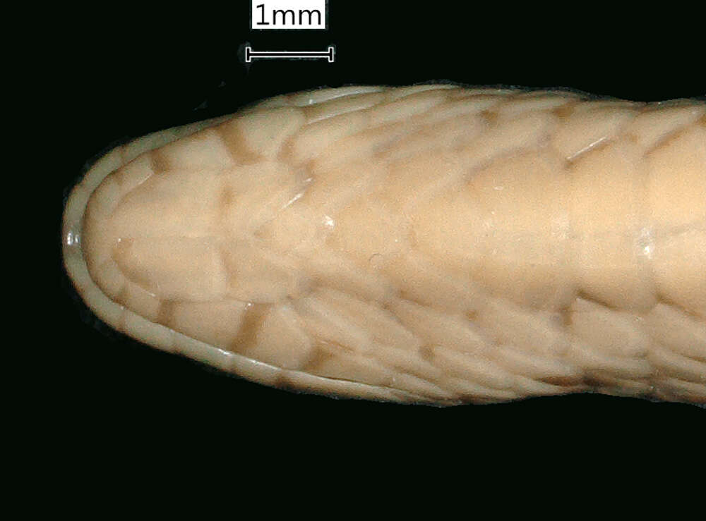 Image of Calamaria gervaisii A. M. C. Duméril, Bibron & A. H. A. Duméril 1854